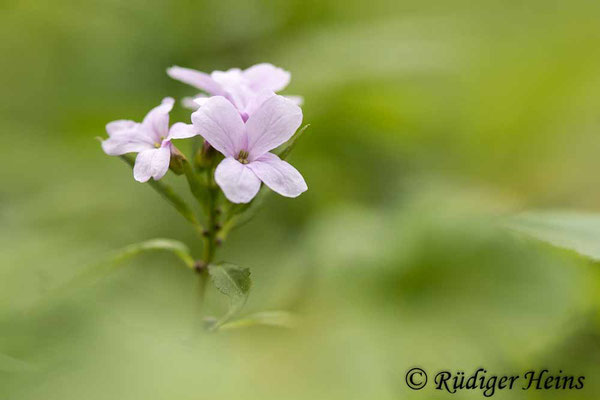 Cardamine bulbifera (Zwiebel-Zahnwurz), 4.5.2022