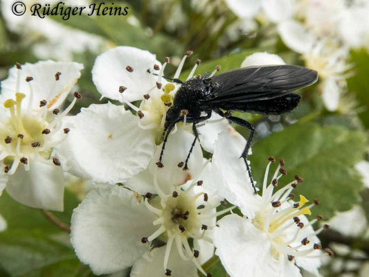 Bibio marci (Märzfliege) Weibchen, 5.5.2020