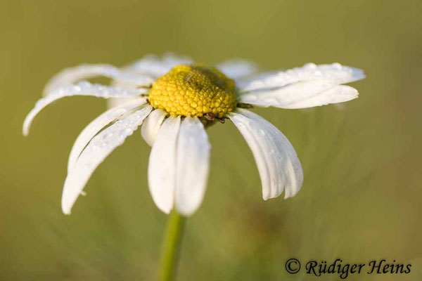 Tripleurospermum inodorum (Geruchlose Kamille)