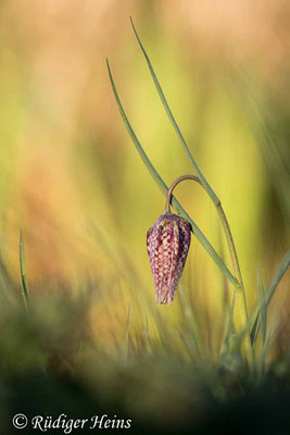 Fritillaria meleagris (Schachblume), 20.4.2022