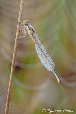 Ceriagrion tenellum (Scharlachlibelle) Weibchen, 24.7.2012