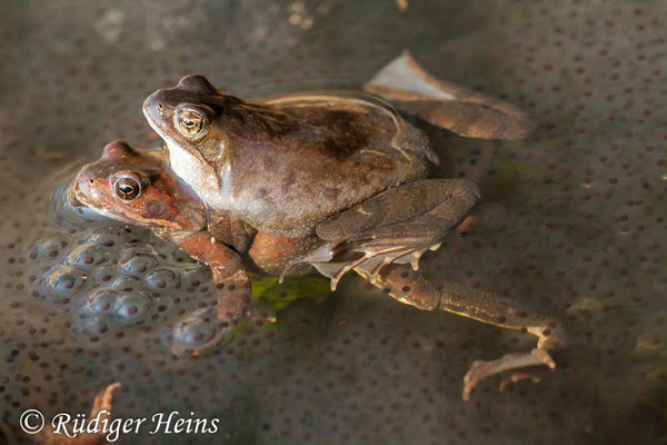 Rana temporaria (Grasfrosch) Paarung, 25.3.2012