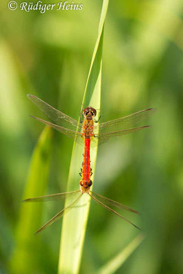 Sympetrum depressiusculum (Sumpf-Heidelibelle) Paarung, 28.8.2019