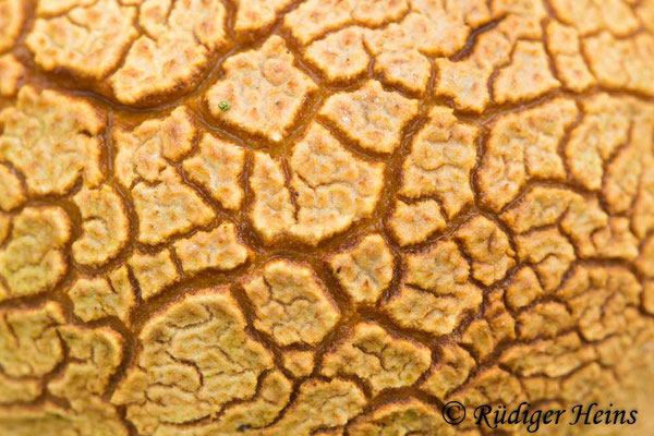 Scleroderma citrinum (Kartoffelbovist), 16.12.2021