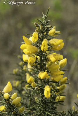 Ulex europaeus (Stechginster)