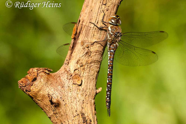 Aeshna mixta, Herbst-Mosaikjungfer, Weibchen