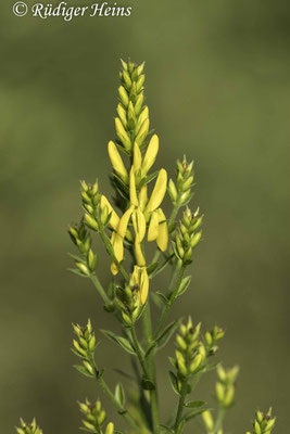 Genista tinctoria (Färber-Ginster)