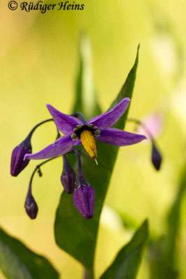 Solanum dulcamara (Bittersüßer Nachtschatten), 7.6.2017