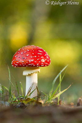 Amanita muscaria (Fliegenpilz), 7.10.2019