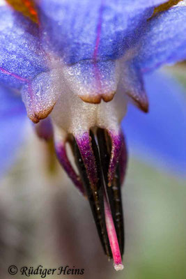 Borretsch (Borago officinalis), 3.11.2021 - Lupenobjektiv 65mm f/2.8