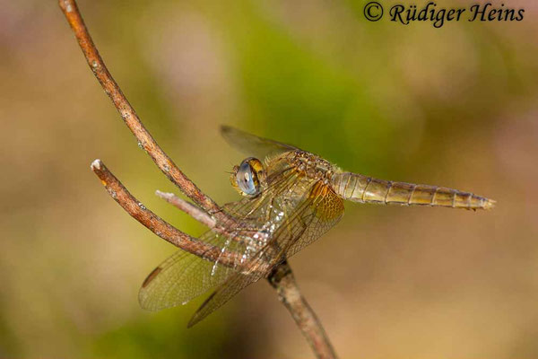 Crocothemis erythraea, Feuerlibelle, Weibchen