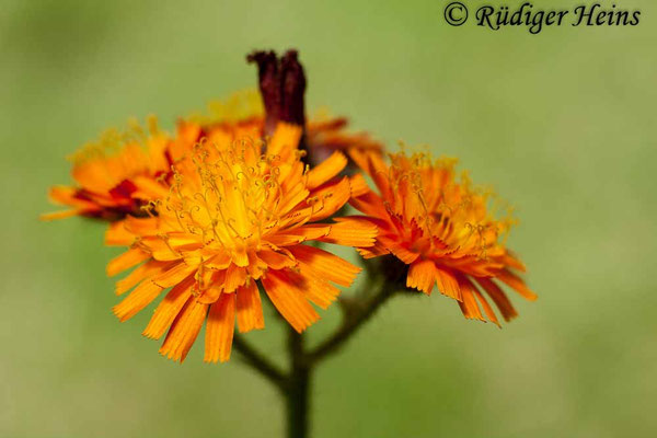 Hieracium aurantiacum (Orangerotes Habichtskraut), 5.6.2016