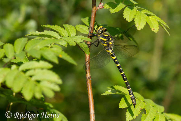 Cordulegaster boltonii (Zweigestreifte Quelljungfer) Weibchen, 22.6.2019