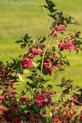 Euonymus europaeus (Europäisches Pfaffenhütchen), 3.9.2018