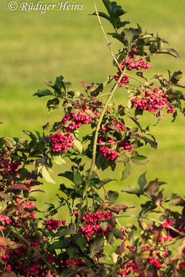 Euonymus europaeus (Europäisches Pfaffenhütchen)