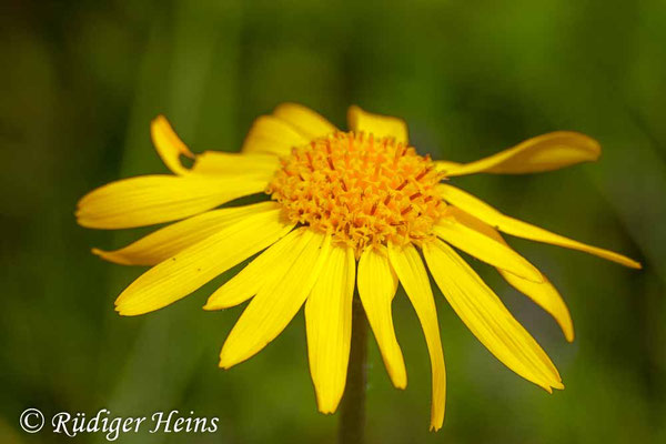 Arnica montana (Echte Arnika)