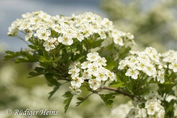 Crataegus monogyna (Eingriffeliger Weißdorn)