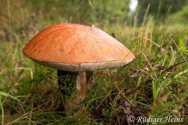 Leccinum versipelle (Heide-Rotkappe), 6.8.2023