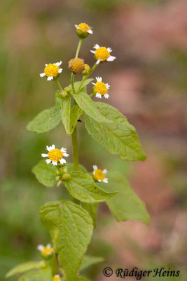 Galinsoga parviflora (Kleinblütiges Franzosenkraut)
