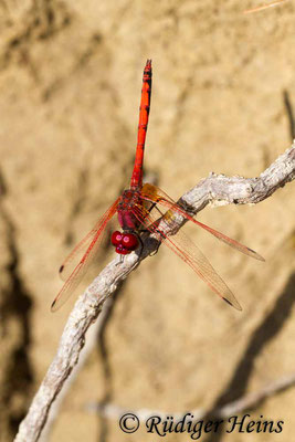 Trithemis arteriosa (Rotader-Sonnenzeiger) Männchen, 27.10.2015