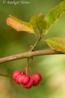 Euonymus europaeus (Europäisches Pfaffenhütchen)