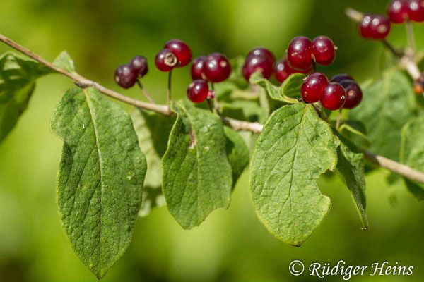 Lonicera xylosteum (Rote Heckenkirsche), 20.7.2016