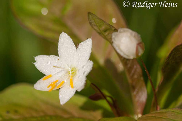 Trientalis europaea (Siebenstern), 26.5.2006