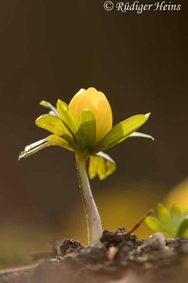 Winterling (Eranthis hyemalis), 22.2.2021