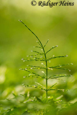 Equisetum palustre (Sumpf-Schachtelhalm), 7.5.2017