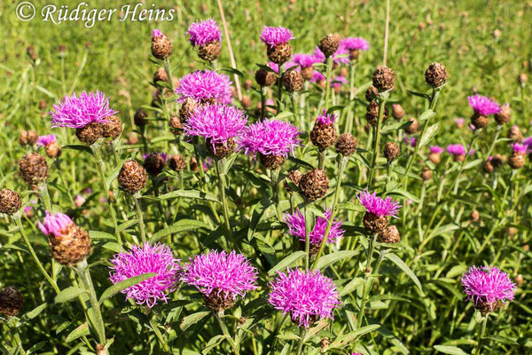 Centaurea nigra (Schwarze Flockenblume), 21.6.2020