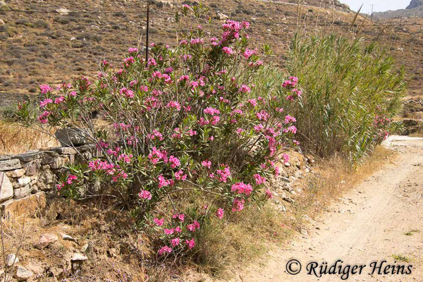 Nerium oleander (Oleander), 19.5.2024