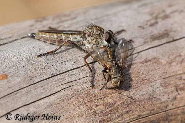 Tolmerus atricapillus (Gemeine Raubfliege) Weibchen mit Beute, 29.8.2020