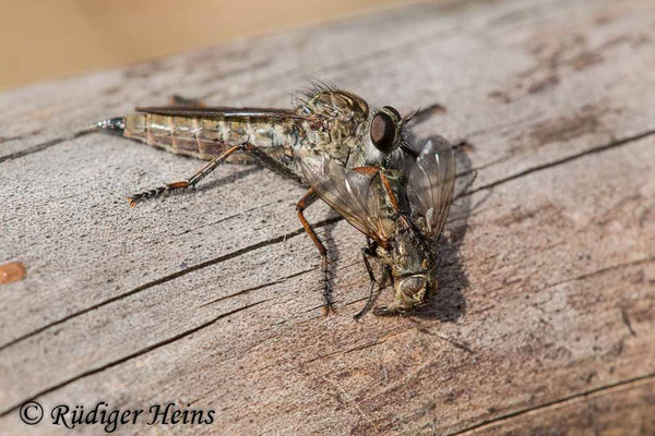 Tolmerus atricapillus (Gemeine Raubfliege) Weibchen