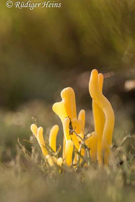 Clavaria argillacea (Heidekeule), 15.11.2020