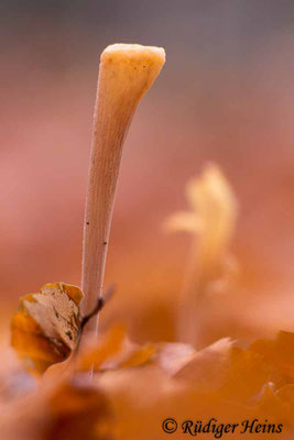 Macrotyphula fistulosa (Röhrige Keule), 27.12.2018