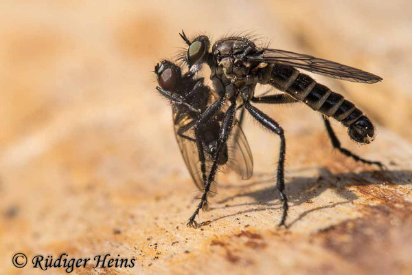 Lasiopogon cinctus (Gemeiner Grauwicht) Männchen, 2.5.2022