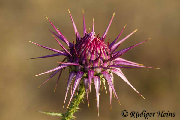 Silybum marianum (Mariendistel), 17.5.2015