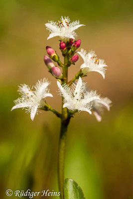 Menyanthes trifoliata (Fieberklee), 6.5.2020