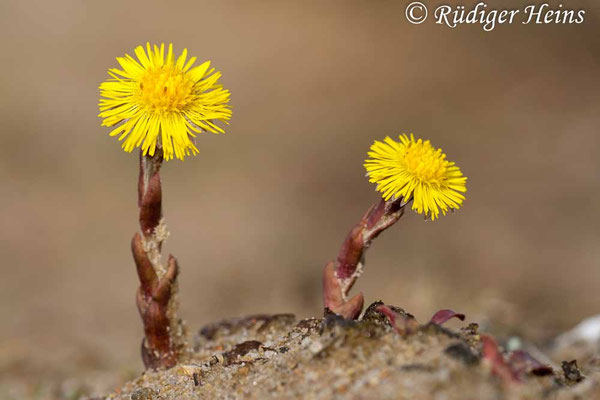 Tussilago farfara (Huflattich)