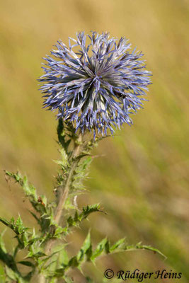 Echinops sphaerocephalus (Drüsenblättrige Kugeldistel), 30.7.2007