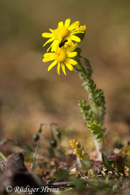 Senecio vernalis (Frühlings-Greiskraut)
