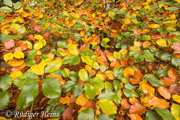 Fagus sylvatica (Rotbuche), 27.10.2020