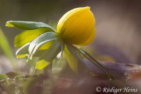 Winterling (Eranthis hyemalis), 22.2.2021