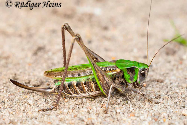 Decticus verrucivorus (Warzenbeißer) Weibchen, 5.7.2009