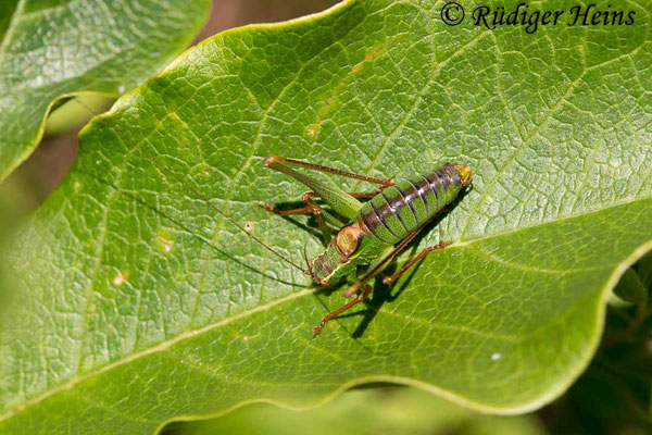 Leptophyes punctatissima (Punktierte Zartschrecke) Männchen, 8.10.2017