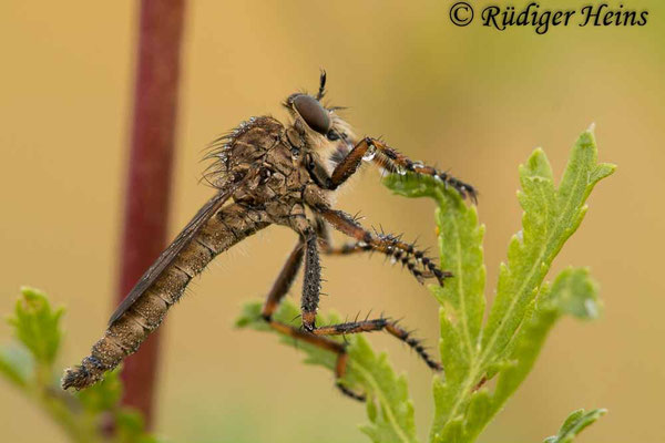 Tolmerus cingulatus (Burschen-Raubfliege) Männchen