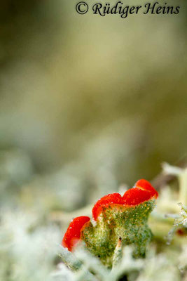 Cladonia sp., 7.1.2018