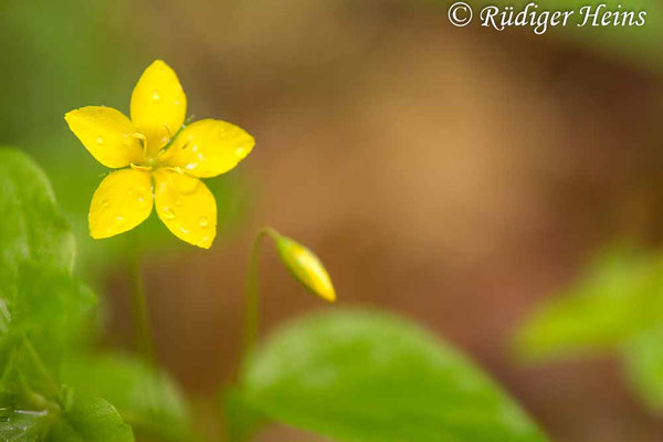 Lysimachia nemorum (Hain-Gilbweiderich), 24.5.2020