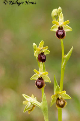 Ophrys araneola (Kleine Spinnen-Ragwurz)