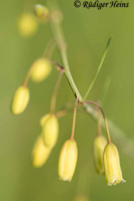 Asparagus officinalis (Weißer Spargel), 11.6.2021